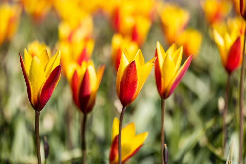 Botanisk Tulpan 'Tubergen´s Gem'